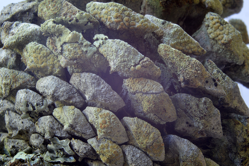 Lecanora minutella