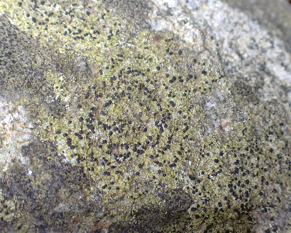 Leimonis erratica
