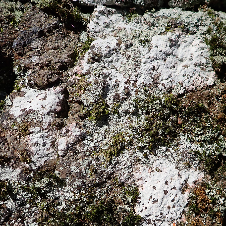Lepraria incana