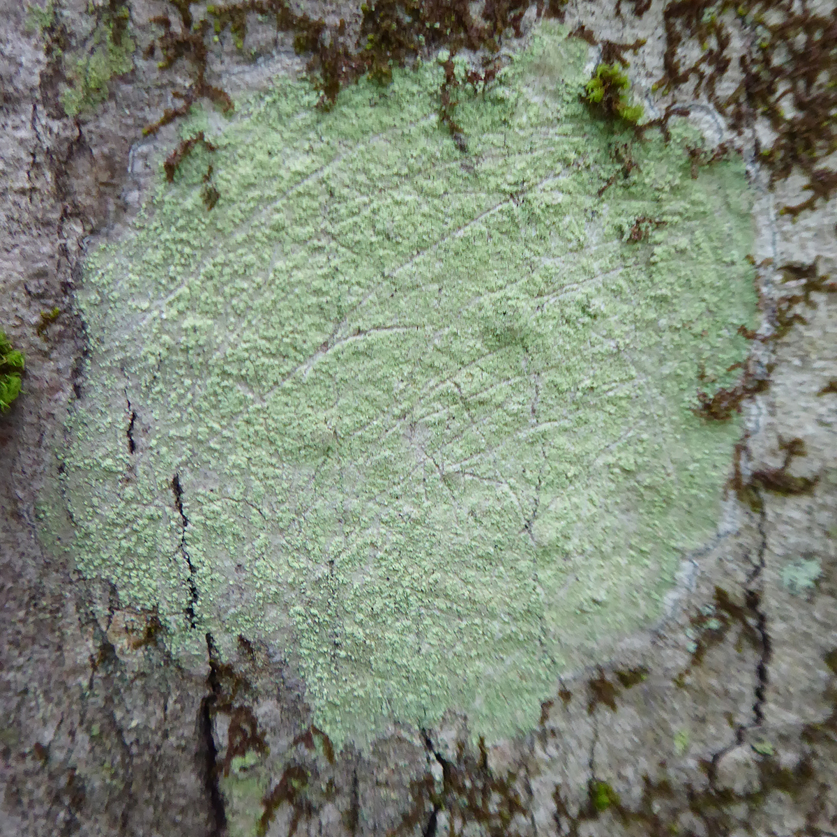 Mapledust lichen