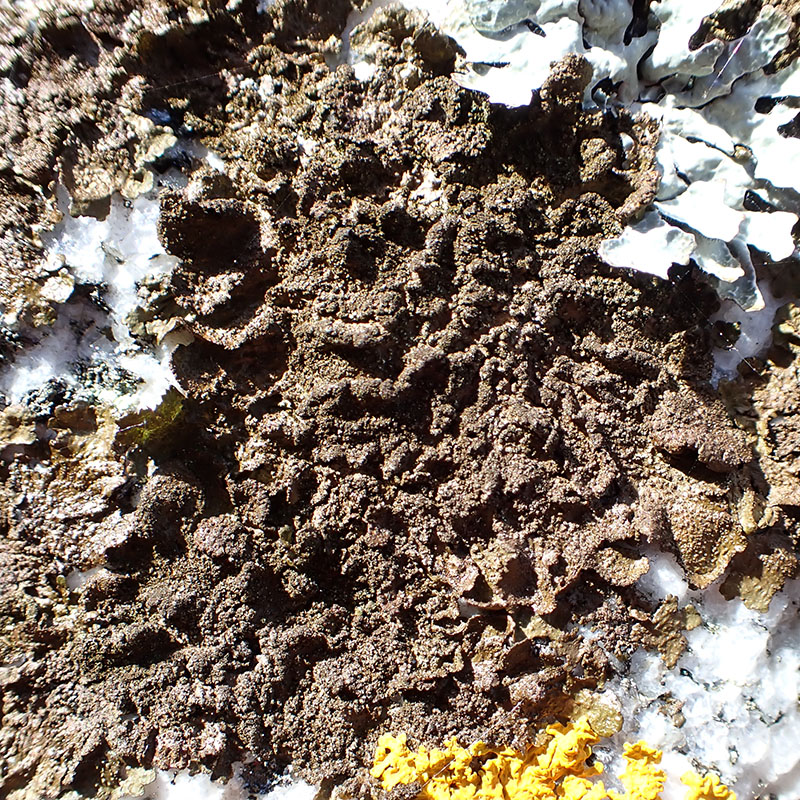 Myriolecis dispersa