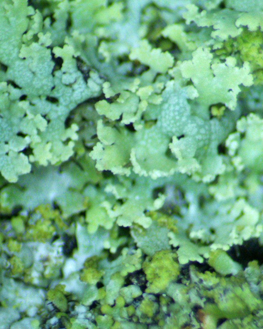 Myelochroa aurulenta detail