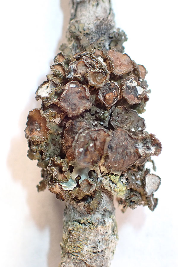 Nephromoposis fenderli