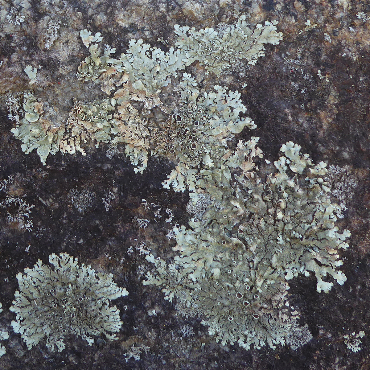 Lichens of Ipswich and surrounding coastal Massachusetts