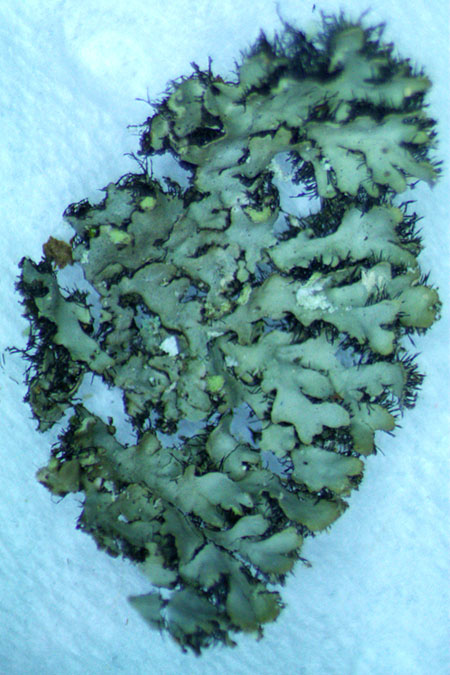 detail