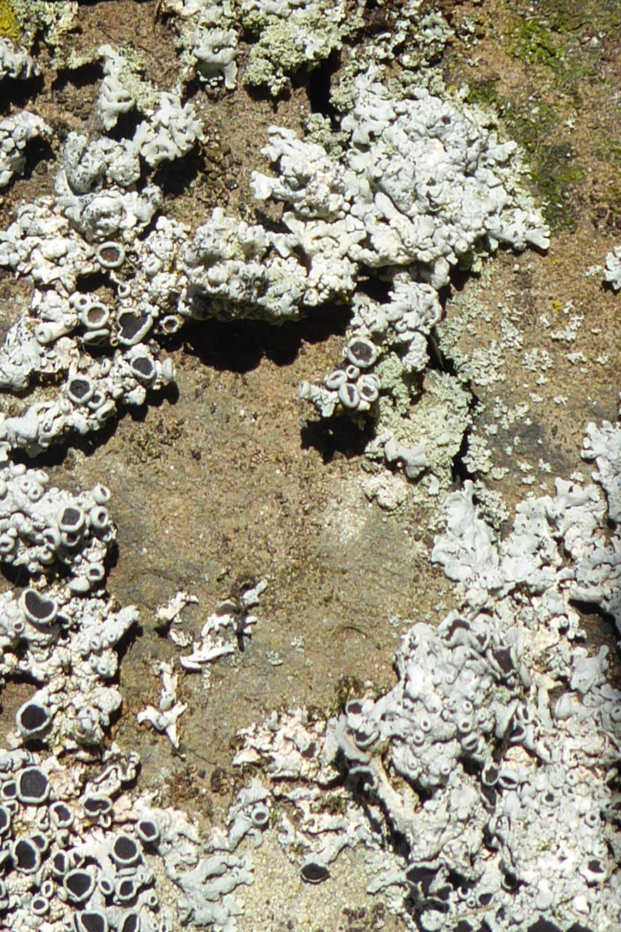 star rosette lichen