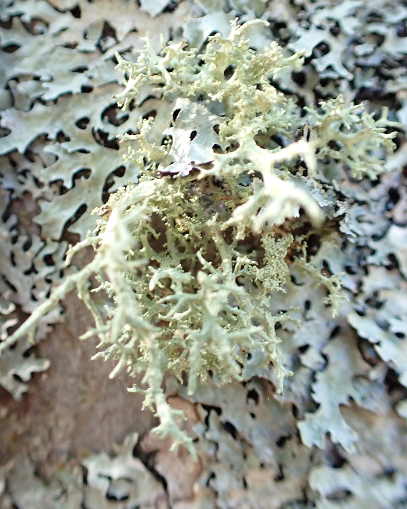 Pseudevernia consocians
