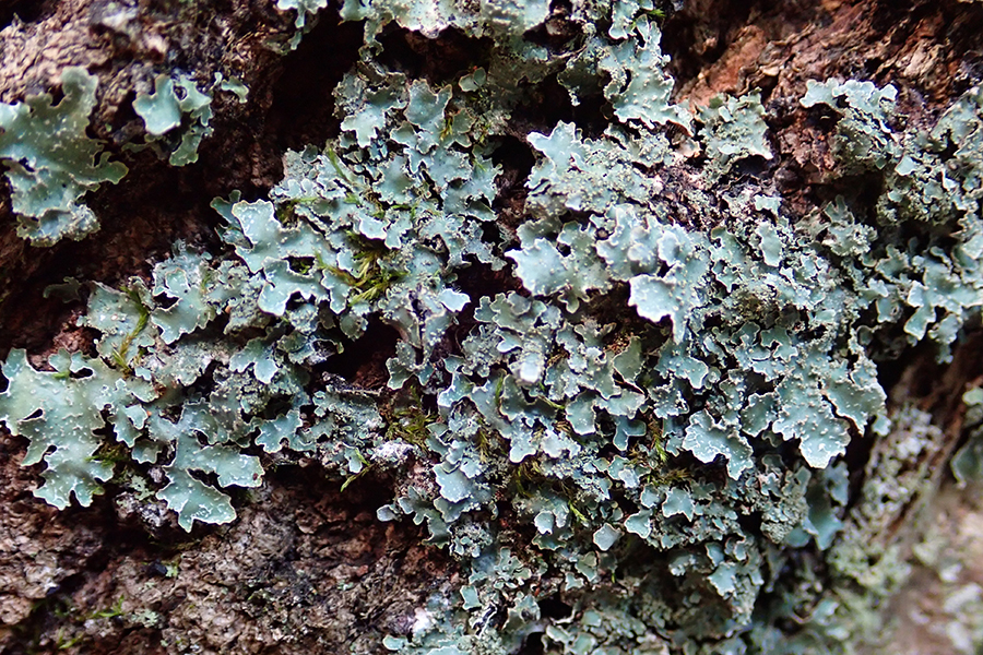 Punctelia rudecta
