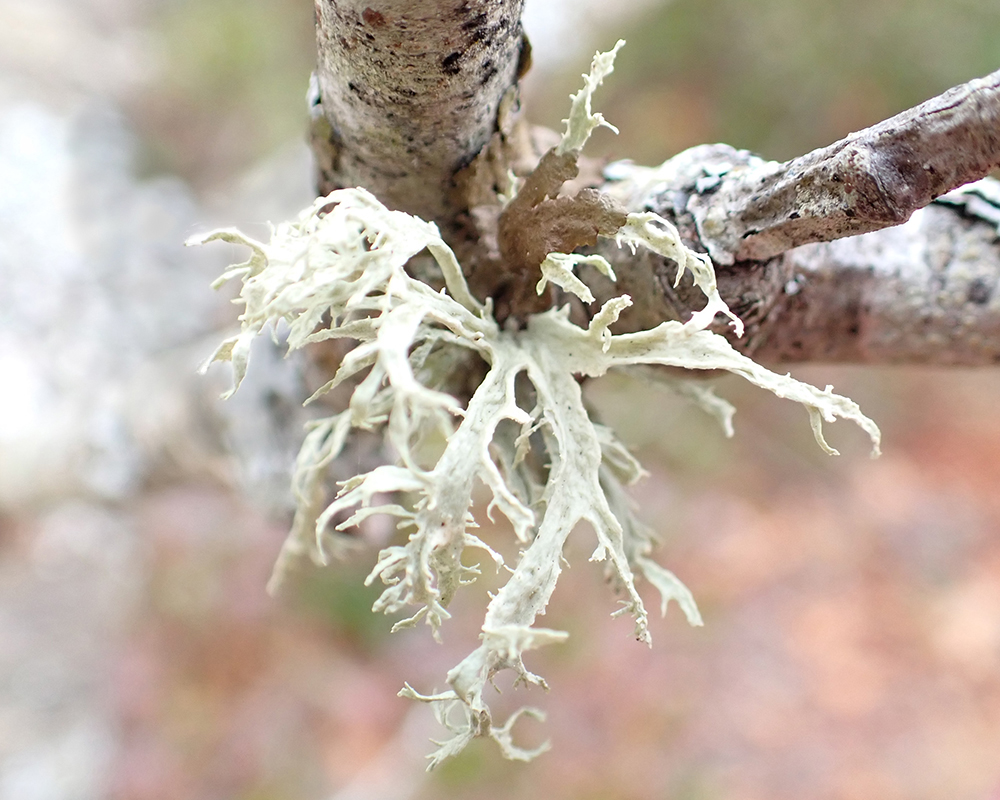 Sinewed Ramalina lichen