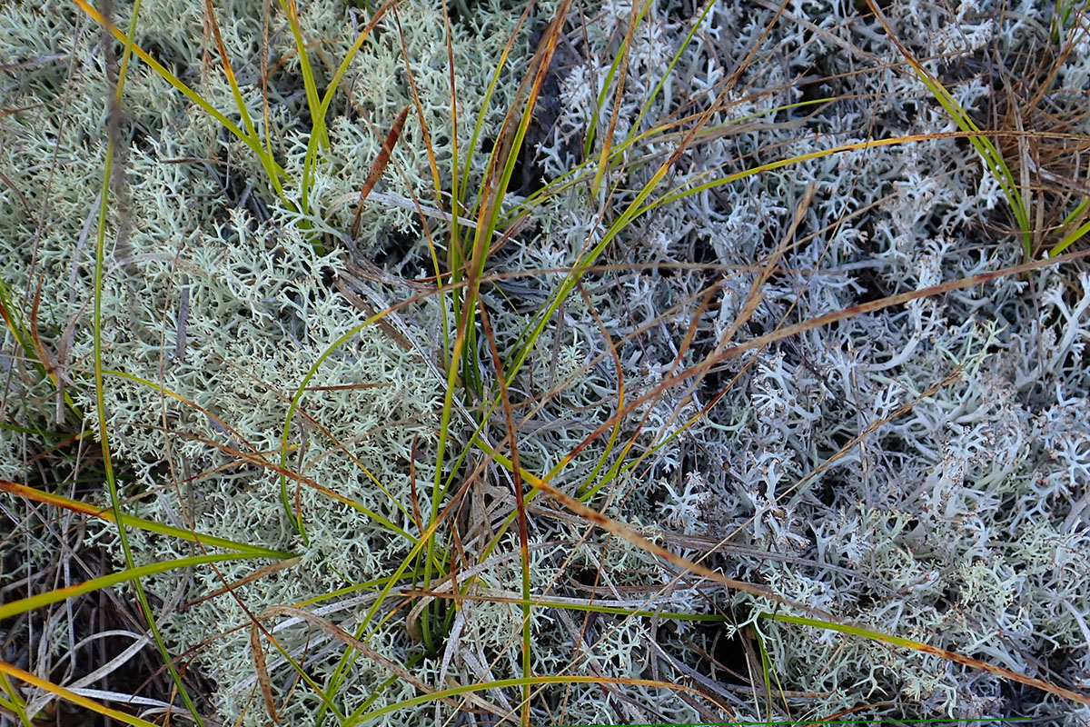 Reindeer lichen, Ipswich