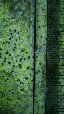 Rhizocarpon cinereovirens detail