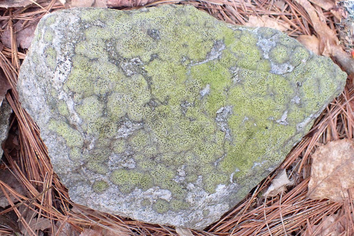 Rhizocarpon cinereovirens