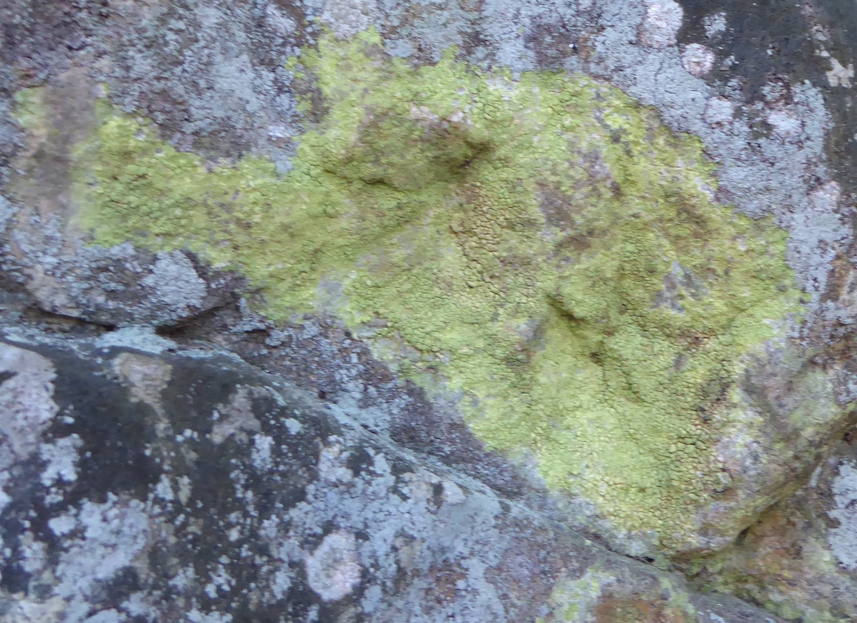 Sulfur dust lichen