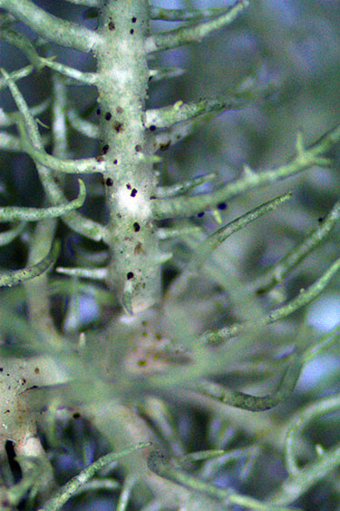 Usnea flavocardia