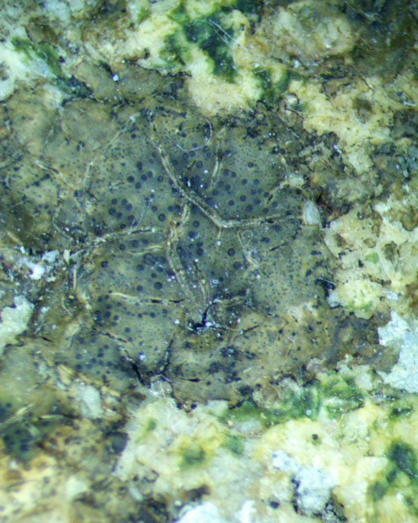 Verrucaria ditmarsica