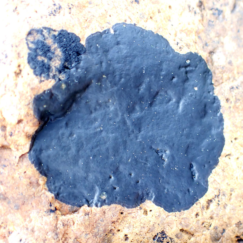 Athallia holocarpa