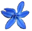 blue flower icon